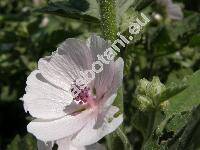 Althaea officinalis L. (Malva althaea Krause, Malva officinalis (L.) Schimp. et Spenn.)