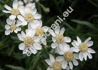 Achillea ptarmica L. (Ptarmica vulgaris DC., Chamaemelum ptarmica (L.) Krause, Chrysanthemum)