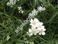 Achillea ptarmica L. (Ptarmica vulgaris DC., Chamaemelum ptarmica (L.) Krause, Chrysanthemum)