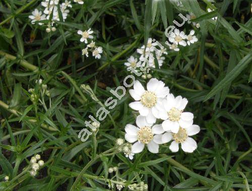 Achillea ptarmica L. (Ptarmica vulgaris DC., Chamaemelum ptarmica (L.) Krause, Chrysanthemum)