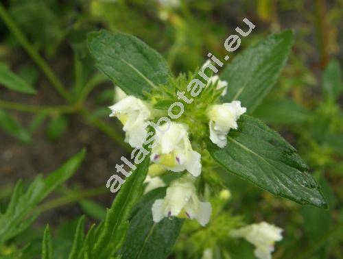 Galeopsis segetum Neck. (Dalanum segetum (Leers) Kuntze, Ladanella segetum (Neck.) Pouzar et Slav�kov�)