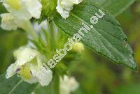 Galeopsis segetum Neck. (Dalanum segetum (Leers) Kuntze, Ladanella segetum (Neck.) Pouzar et Slav�kov�)