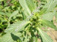 Galeopsis segetum Neck. (Dalanum segetum (Leers) Kuntze, Ladanella segetum (Neck.) Pouzar et Slav�kov�)