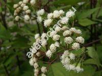 Eupatorium aromaticum L. (Ageratina aromatica (L.) Spach)