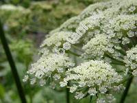 Libanotis pyrenaica (L.) Bourg. (Seseli libanotis (L.) Koch, Crithmum pyrenaicum L., Athamanta libanotis L., Libanotis vulgaris DC.)