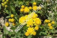 Inula germanica L. (Pulicaria germanica (L.) J. Presl et C. Presl, Ulina germanica (L.) Opiz, Aster germanicus (L.) Cav., Helenium germanicum (L.) Kuntze)