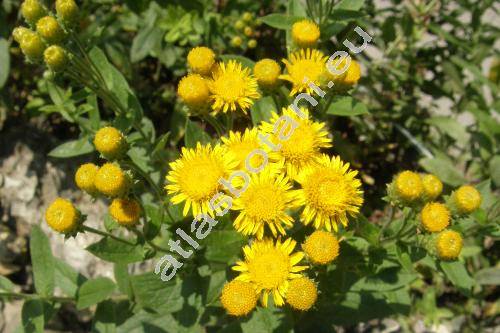 Inula germanica L. (Pulicaria germanica (L.) J. Presl et C. Presl, Ulina germanica (L.) Opiz, Aster germanicus (L.) Cav., Helenium germanicum (L.) Kuntze)