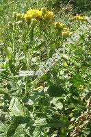 Inula germanica L. (Pulicaria germanica (L.) J. Presl et C. Presl, Ulina germanica (L.) Opiz, Aster germanicus (L.) Cav., Helenium germanicum (L.) Kuntze)