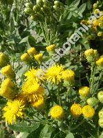 Inula germanica L. (Pulicaria germanica (L.) J. Presl et C. Presl, Ulina germanica (L.) Opiz, Aster germanicus (L.) Cav., Helenium germanicum (L.) Kuntze)