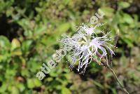 Dianthus superbus L. (Dianthus revolutus Tausch, Plumaria superba (L.) Opiz)