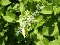 Salvia glutinosa L. (Sclarea glutinosa (L.) Mill.)
