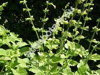 Salvia glutinosa L. (Sclarea glutinosa (L.) Mill.)