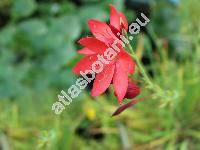 Schizostylis coccinea (Schizostylis coccinea Backh. et Harv., Gladiolus, Hesperantha coccinea)