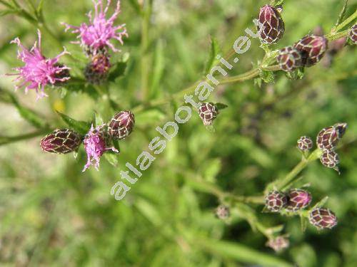 Serratula tinctoria L. (Carduus tinctorius Scop.)