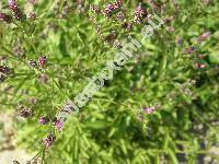Serratula tinctoria L. (Carduus tinctorius Scop.)