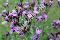 Serratula tinctoria L. (Carduus tinctorius Scop.)