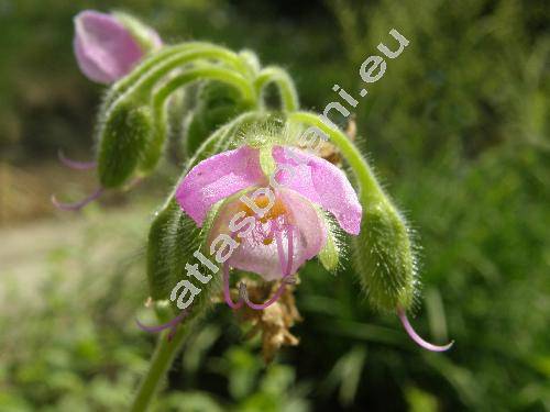 Tinantia erecta (Jacq.) Fenzl (Commelina rosea Schltdl. Tradescantia erecta Jacq.)
