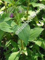 Tinantia erecta (Jacq.) Fenzl (Commelina rosea Schltdl. Tradescantia erecta Jacq.)