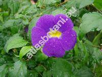 Thunbergia erecta (Benth.) Anders.