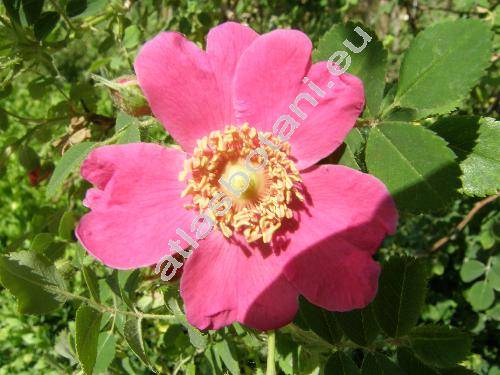 Rosa sherardii Dav. (Rosa tomentosa subsp. sherardii (Dav.) Ped.)