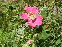 Rosa sherardii Dav. (Rosa tomentosa subsp. sherardii (Dav.) Ped.)