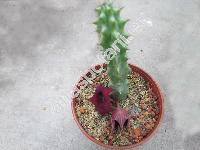 Huernia schneideriana (Huernia schneideriana Berg.-unresolved)