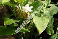 Curcuma petiolata Roxb. (Curcuma cordifolia Roxb., Curcuma cordata Wall., Curcuma petiolaris agg.)