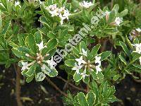 Daphne x burkwoodii 'Variegata' (Thymelaea)