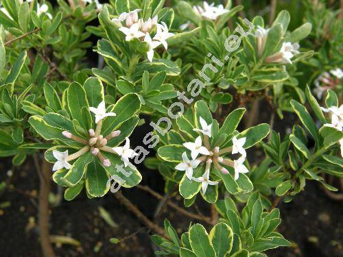 Daphne x burkwoodii 'Variegata' (Thymelaea)