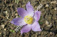 Pulsatilla patens (L.) Mill. (Anemone patens L.)