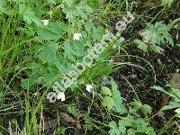 Isopyrum thalictroides L. (Helleborus thalictroides (L.) Lam.)