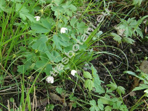 Isopyrum thalictroides L. (Helleborus thalictroides (L.) Lam.)