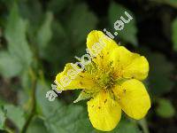 Geum pyrenaicum Mill. (Geum tournefortii Lapeyr.)