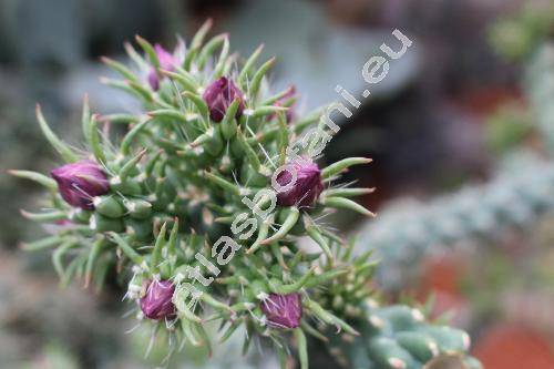 Opuntia imbricata (Opuntia imbricata Haw., Cylindroopuntia imbricata (Haw.) Knuth, Cereus imbricatus Haw.)