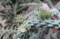 Opuntia imbricata (Opuntia imbricata Haw., Cylindroopuntia imbricata (Haw.) Knuth, Cereus imbricatus Haw.)