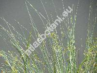 Juncus inflexus L. (Juncus glaucus Sibth.)