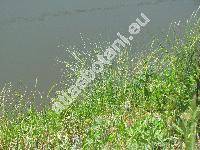 Juncus inflexus L. (Juncus glaucus Sibth.)