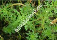 Myriophyllum aquaticum (Vell.) Verdc. (Enydria aquatica Vell., Myriophyllum brasiliense Cambess.)