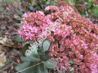 Hylotelephium 'Herbstfreude' (Hylotelephium  telephium x Hylotelephium spectabile, Hylotelephium telephium, Sedum telephium L.)