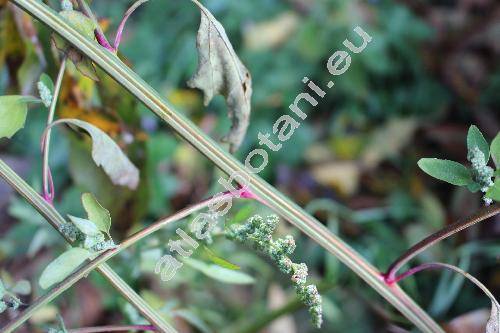 Chenopodium strictum Roth (Chenopodium album subsp. striatum (Kraan) Murr, Chenopodium glaucophyllum Aellen, Salsola stricta Spreng.)