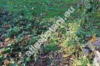 Chenopodium strictum Roth (Chenopodium album subsp. striatum (Kraan) Murr, Chenopodium glaucophyllum Aellen, Salsola stricta Spreng.)