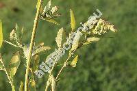 Chenopodium strictum Roth (Chenopodium album subsp. striatum (Kraan) Murr, Chenopodium glaucophyllum Aellen, Salsola stricta Spreng.)