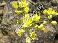 Biscutella laevigata subsp. varia (Dum.) Rouy et Fouc. (Biscutella didyma L., Thlaspidium laevigatum (L.) Med.)