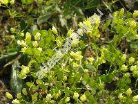 Biscutella laevigata subsp. varia (Dum.) Rouy et Fouc. (Biscutella didyma L., Thlaspidium laevigatum (L.) Med.)