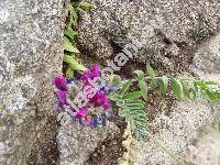 Astragalus hypoglottis L. (Astragalus dasyglottis var. hypoglottis (L.) Pall., Tragacantha hypoglottis (L.) Kuntze)