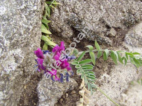 Astragalus hypoglottis L. (Astragalus dasyglottis var. hypoglottis (L.) Pall., Tragacantha hypoglottis (L.) Kuntze)