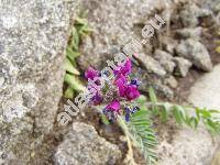Astragalus hypoglottis L. (Astragalus dasyglottis var. hypoglottis (L.) Pall., Tragacantha hypoglottis (L.) Kuntze)