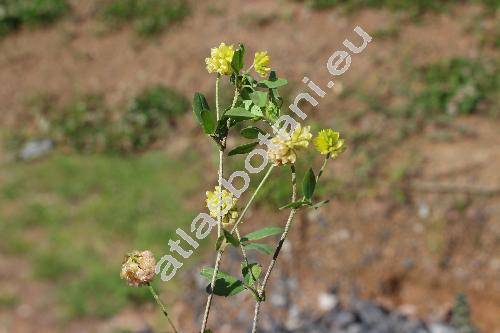 Trifolium dubium Sibth. (Chrysaspis dubia (Sibth.) Desv.)