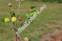 Trifolium dubium Sibth. (Chrysaspis dubia (Sibth.) Desv.)