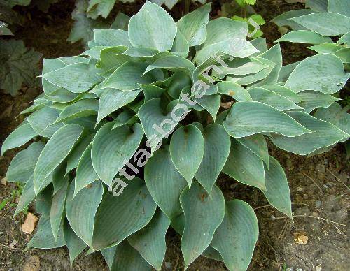 Hosta x fortunei (A. et Gr.) Bailey (Hosta sieboldiana Engler var. fortunei A. et Gr., Funkia)